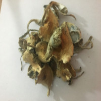Compre cogumelos Psilocybe cubensis