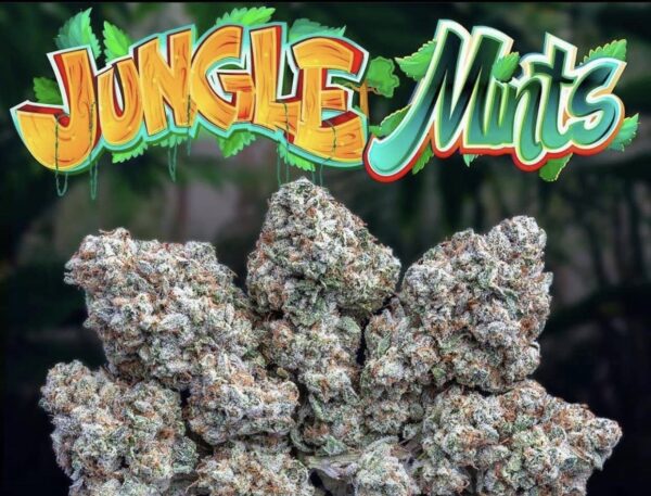 Buy Jungle Mints Jungle Boys