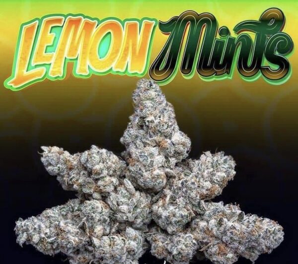 Buy Jungle Boys Lemon Mints